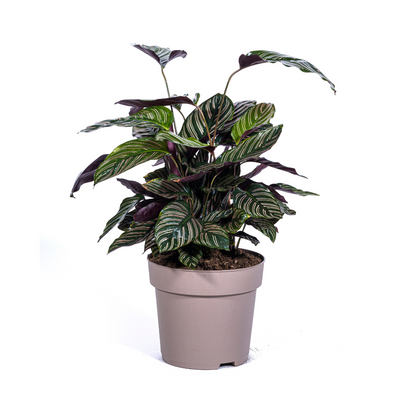Slaapplant / Calathea Ornata Sanderiana - ↕70cm - Ø27cm