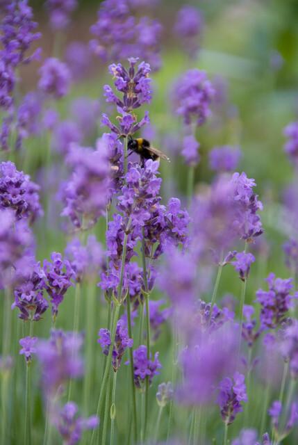 24x Lavandula ang. 'Munstead' - ↕10-25cm - Ø9cm