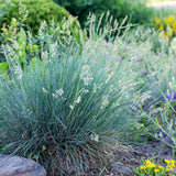 Siergrassen - Festuca glauca Intense Blue  - Blauw - 4 Planten - Bladhoudend - Weinig Onderhoud - Pot 17cm Hoogte 50cm