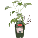 Rubus idaeus 'Malling Promise' - Framboos - ↕45cm - Ø13cm