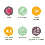 Green boutiQ - Bloembollen - Tulp Triumph Pink - Kleur Roze - 15 stuks - Bolmaat 11/12 - XXL Pack