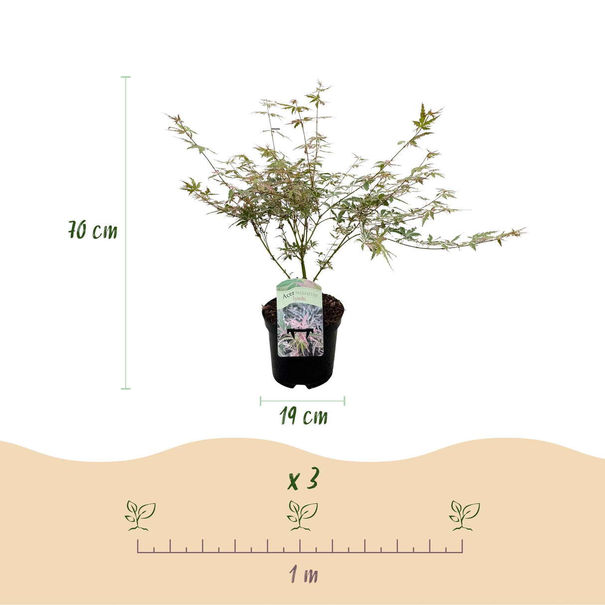 Japanse Esdoorn - Acer palmatum Iyoshi - Roze - x2 -  ↕70cm - Ø19cm
