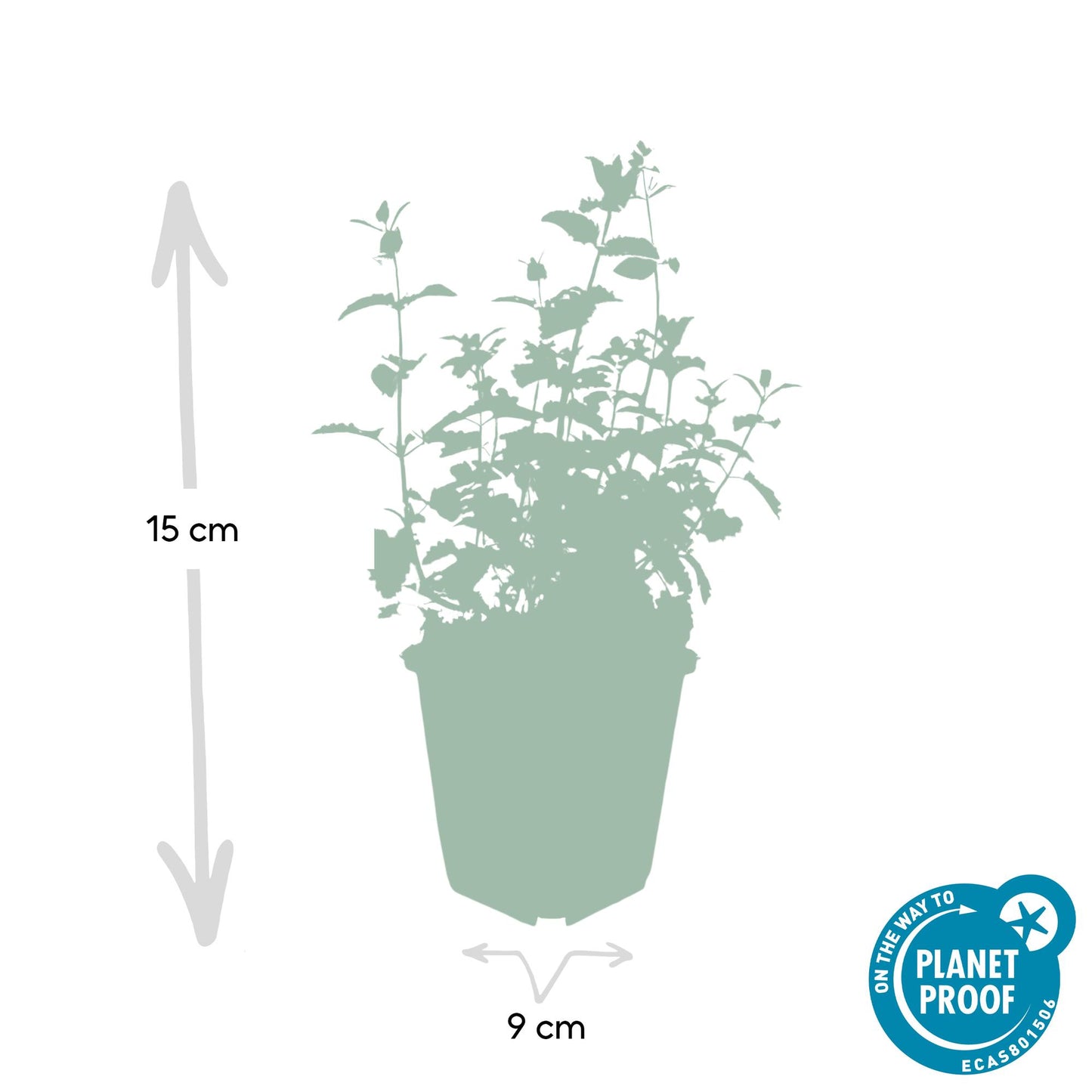 48x Nepeta 'Six Hills Giant' - ↕10-25cm - Ø9cm