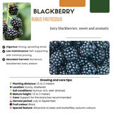 6 x Biologische bramenplanten - ↕20 cm - Ø 13 cm