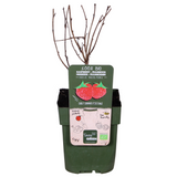 Rubus idaeus 'Malling Promise' - Framboos - ↕45cm - Ø13cm