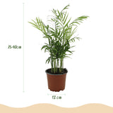 Chamaedorea elegans - Goudpalm - Huisdiervriendelijke Plant - Groen - 2 Planten - met Potter Wit - Pot 12cm - Hoogte 15cm