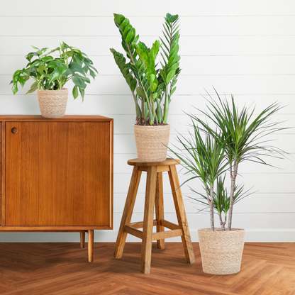 Schaduw Plantenset - incl. Manden