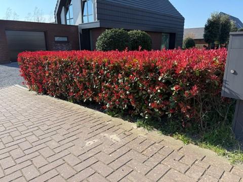 Green boutiQ - Haagplanten - Photnia fraseri Carre Rouge - blad rood groen - 8 planten - 1 strekkende meter - groenblijvend - pot 9cm hoogte 30-35cm