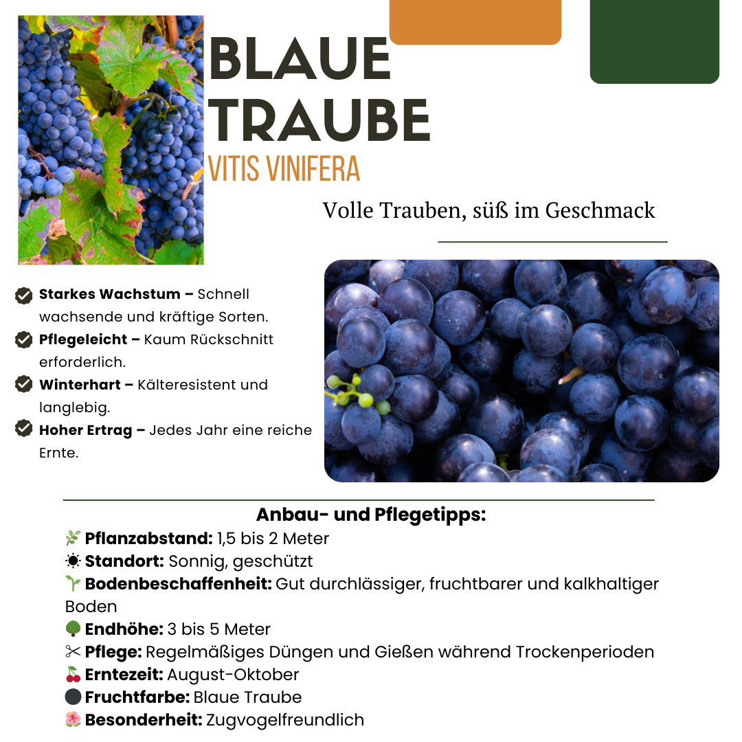 3 x Biologische Druivenplanten - ↕20 cm - Ø 13 cm