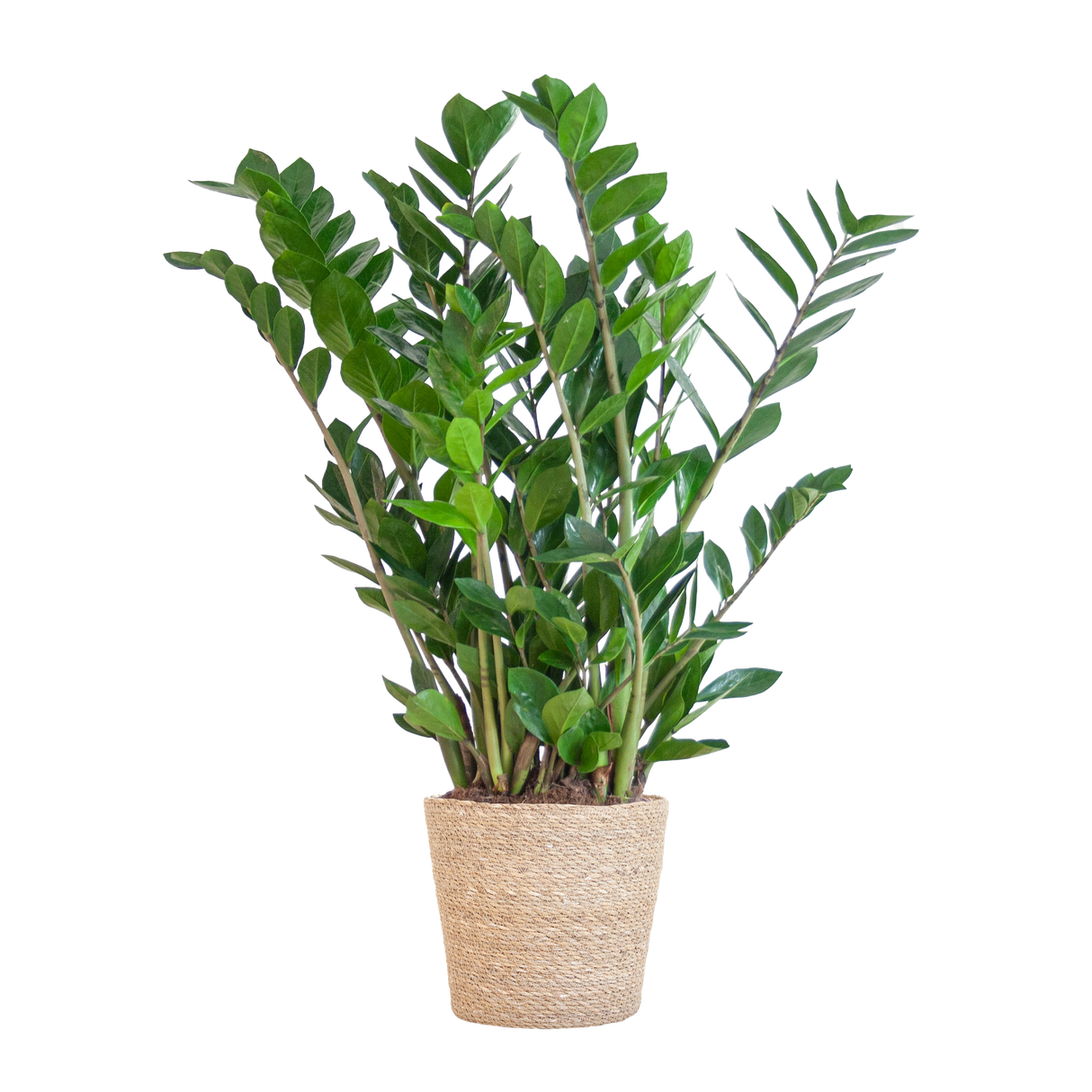 Zamioculcas Zamiifolia mit Sofia Korb natur - 80cm - Ø21