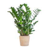 Zamioculcas Zamiifolia mit Sofia Korb natur - 80cm - Ø21