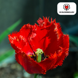 Tulpenzwiebeln Masterpeace – 20 Stück | KH Bloembollen® | Rote Tulpe mit gezacktem Rand – Robust & Einzigartig – Für Garten oder Topf – Größe 11/12 – Frisch vom Züchter