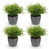 Bamusa Pogonatherum Monica - Bamboegras - Huisdiervriendelijke Plant - Groen - 4 Planten - met Potter Grijs - Pot 12cm - Hoogte 20cm
