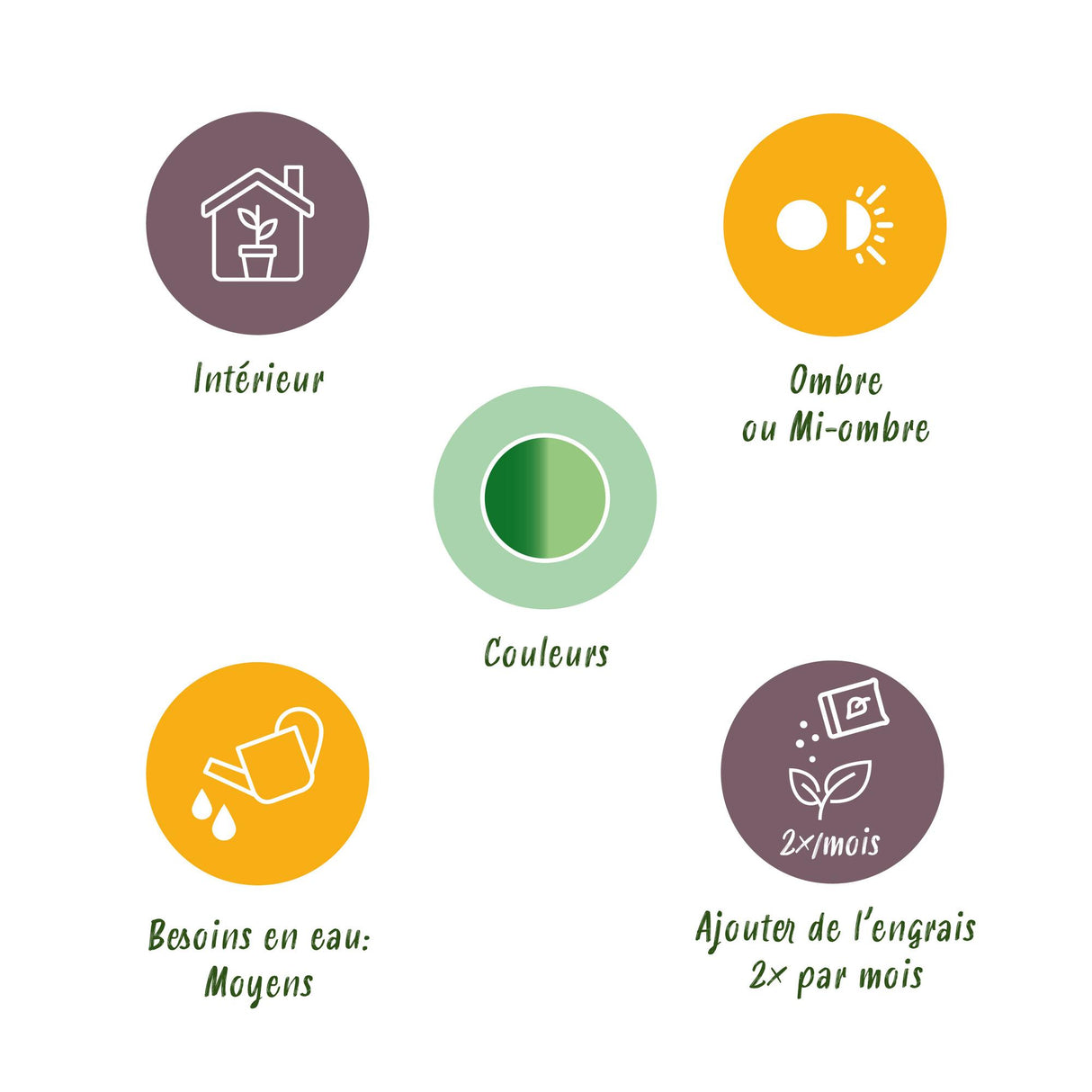 Diefenbachia Tropic Snow - Dieffenbachia - Weinig onderhoud - Groen - 1 Plant - met Potter Grijs - Pot 21cm - Hoogte 90-100cm