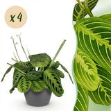Maranta Fascinator Lemon Lime - Gebedsplant - Huisdiervriendelijke Plant - Groen - 4 Planten - met Potter Grijs - Pot 12cm - Hoogte 25cm