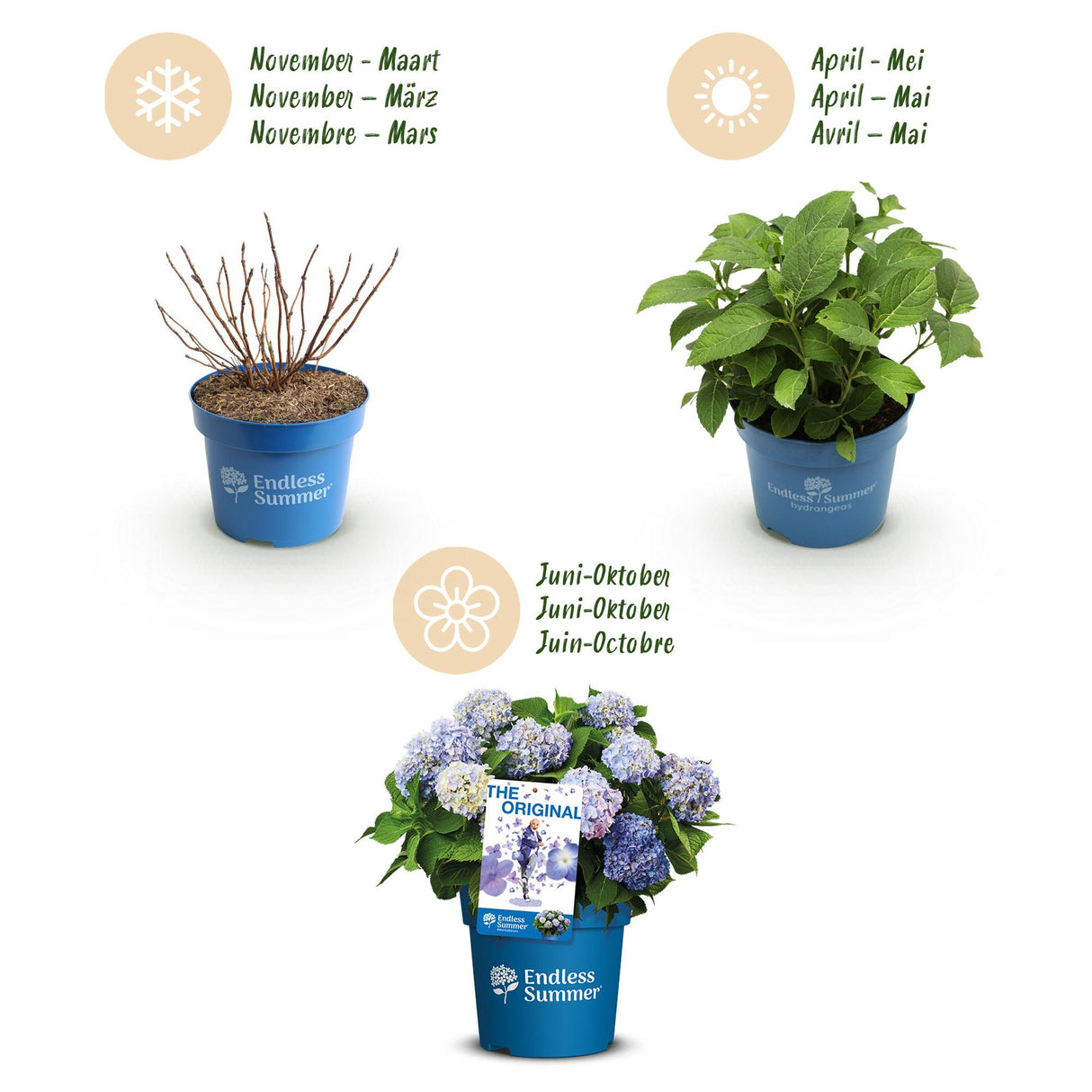 Green boutiQ - Tuinplant - Hydrangea Endles Summer The Orginal Blue - Hortensia - Winterhard - Blauw - 4 Planten - Pot 14cm - Hoogte 20-25cm
