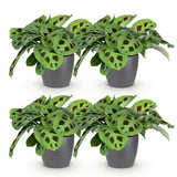 Maranta Fascinator Kerchoveana - Zebraplant - Huisdiervriendelijke Plant - Groen - 4 Planten - met Potter Grijs - Pot 12cm - Hoogte 25cm