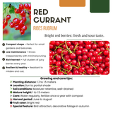 3 x Biologische Kruisbessenplanten - ↕20 cm - Ø 13 cm