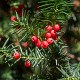 Green boutiQ - Haagplanten - Taxus baccata - blad groen - 6 planten - 1 strekkende meter - groenblijvend - pot 17cm hoogte 60cm