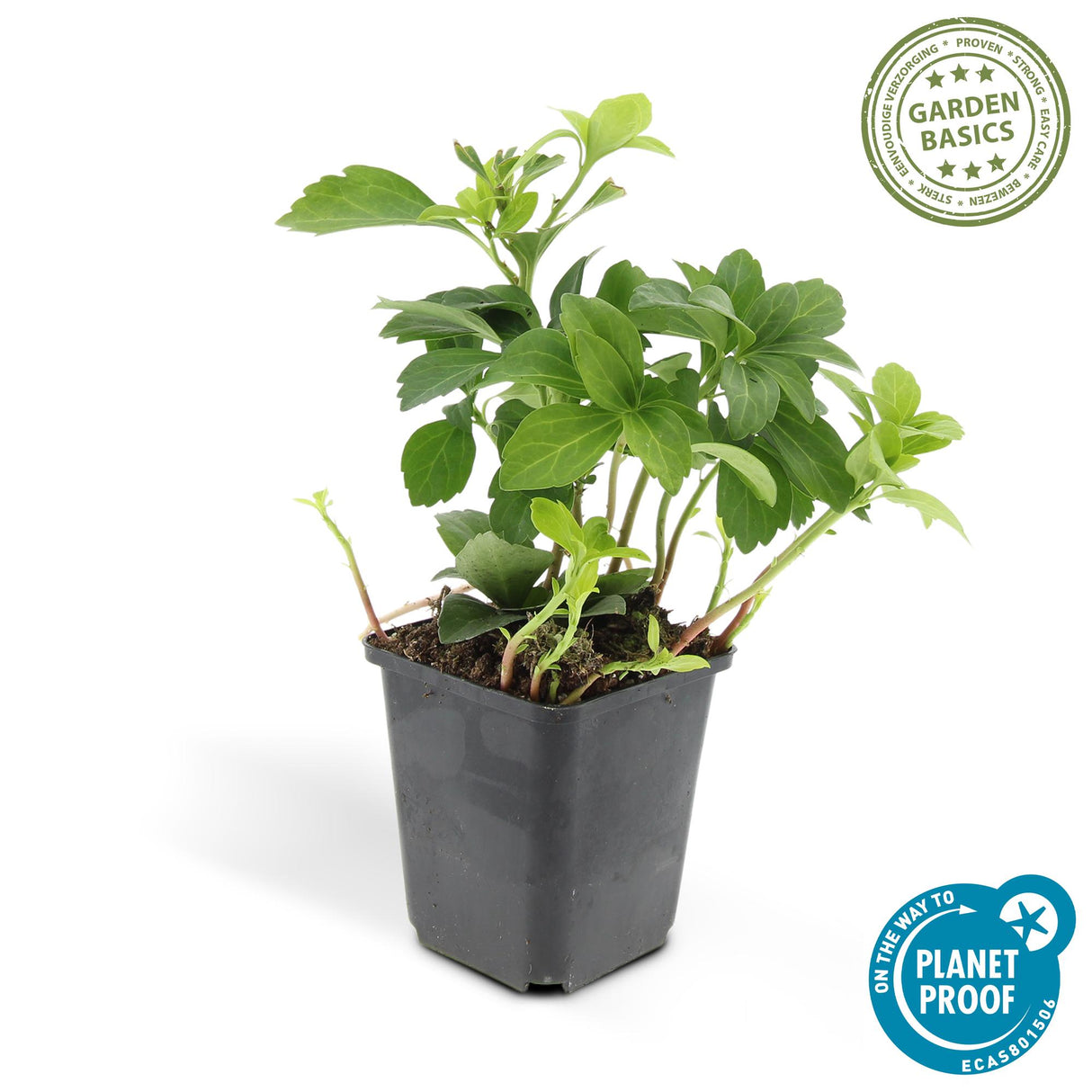 48x Pachysandra term. 'Green Carpet' - ↕10-25cm - Ø9cm