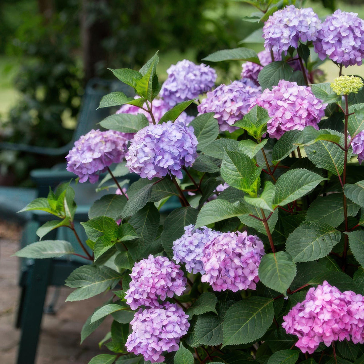 Green boutiQ - Tuinplant - Hydrangea Endles Summer Summer Love Purple - Hortensia - Winterhard - Paars - 2 Planten - Pot 14cm - Hoogte 20-25cm