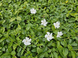 48x Vinca minor 'Gertrude Jekyll' - ↕10-25cm - Ø9cm