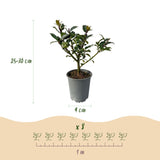 Green boutiQ - Haagplanten - Ilex Blue maid- blad groen - 8 planten - 1 strekkende meter - groenblijvend - pot 9cm hoogte 25-30cm