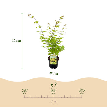 Green boutiQ - Terrasplant - Japanse Esdoorn - Acer palmatum Summergold - Geel - 2 Planten - Bladverliezend - Pot 19cm Hoogte 70cm