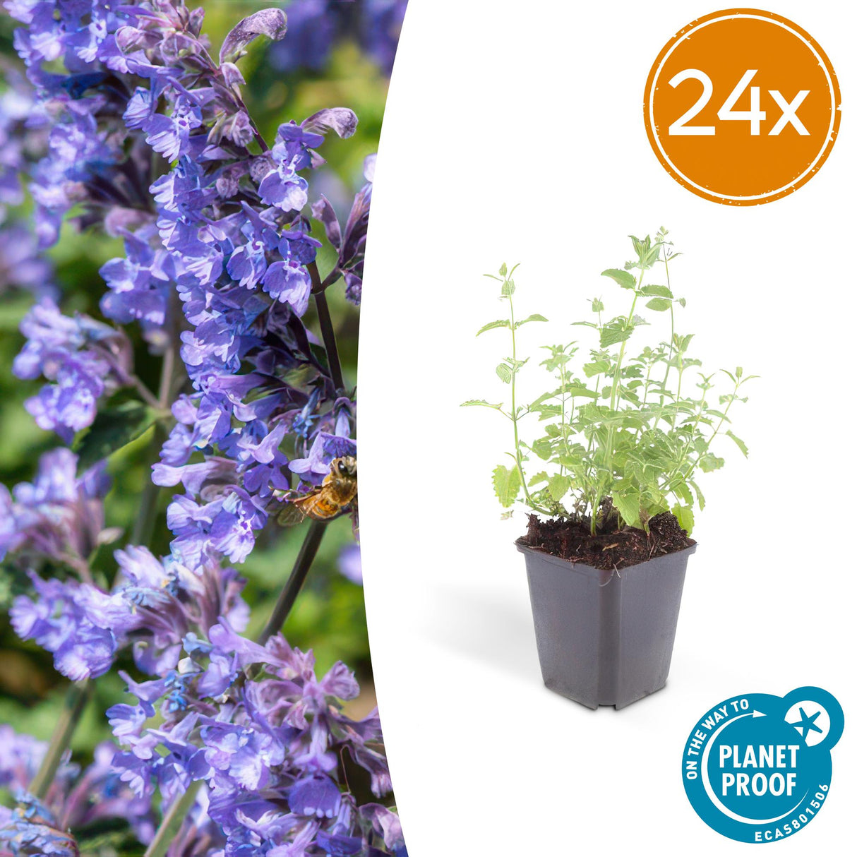 24x Nepeta 'Six Hills Giant' - ↕10-25cm - Ø9cm