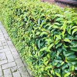 Green boutiQ - Haagplanten - Prunus lusitanica Angustifolia - blad groen - 6 planten - 1 strekkende meter - groenblijvend - pot 17cm hoogte 50cm