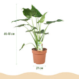 Alocasia Cucullata - Boeddha,s hand - Weinig onderhoud - Groen - 1 Plant - met Potter Grijs - Pot 21cm - Hoogte 65-70cm