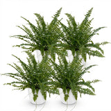 Nephrolepsis exaltata Green Lady - Varen - Huisdiervriendelijke Plant - Groen - 4 Planten - met Potter Wit - Pot 12cm - Hoogte 25cm