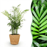 Chamaedorea elegans - Goudpalm - Huisdiervriendelijke Plant - Groen - 1 Plant - met Mand - Pot 12cm - Hoogte 15cm