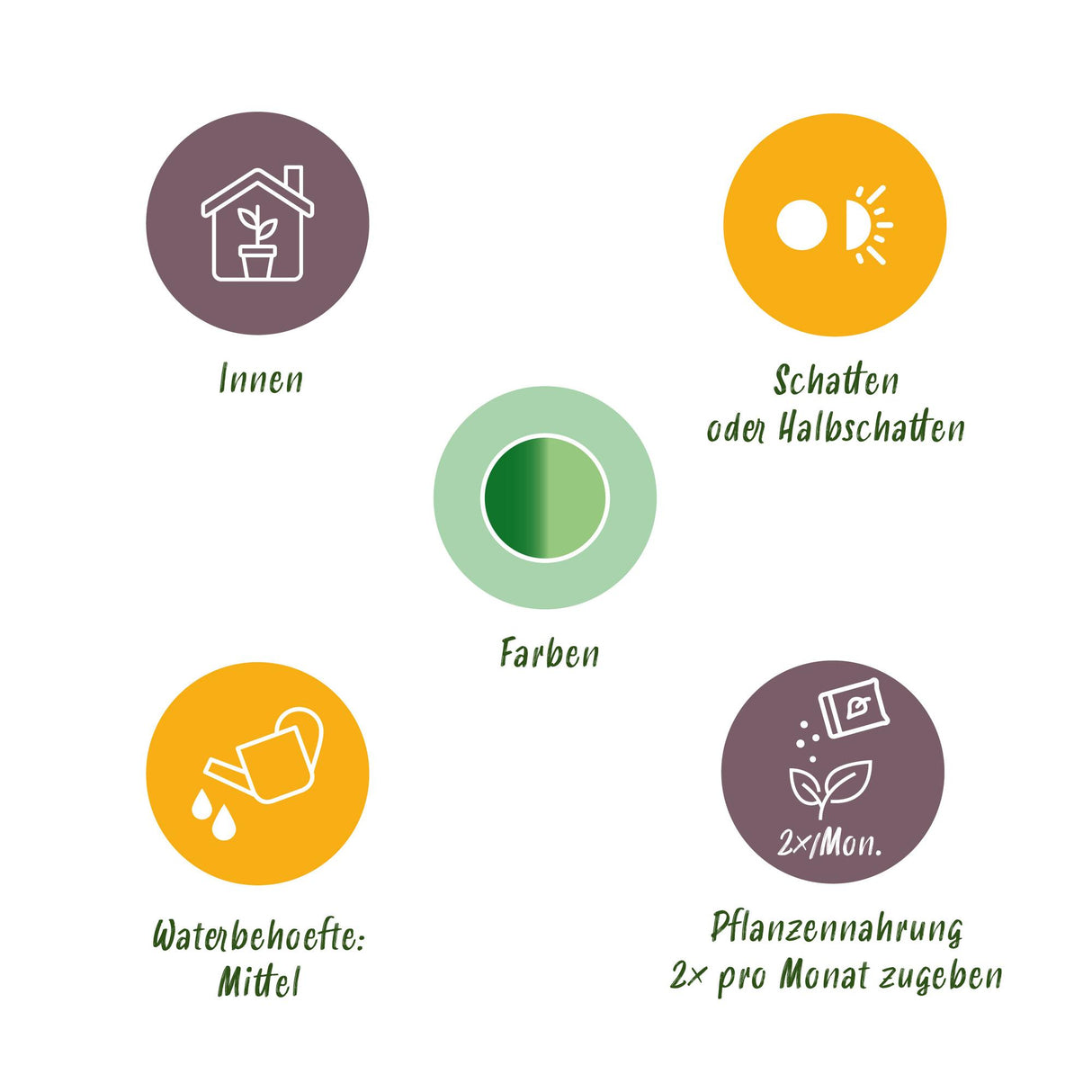 Diefenbachia Tropic Snow - Dieffenbachia - Weinig onderhoud - Groen - 1 Plant - met Potter Grijs - Pot 21cm - Hoogte 90-100cm