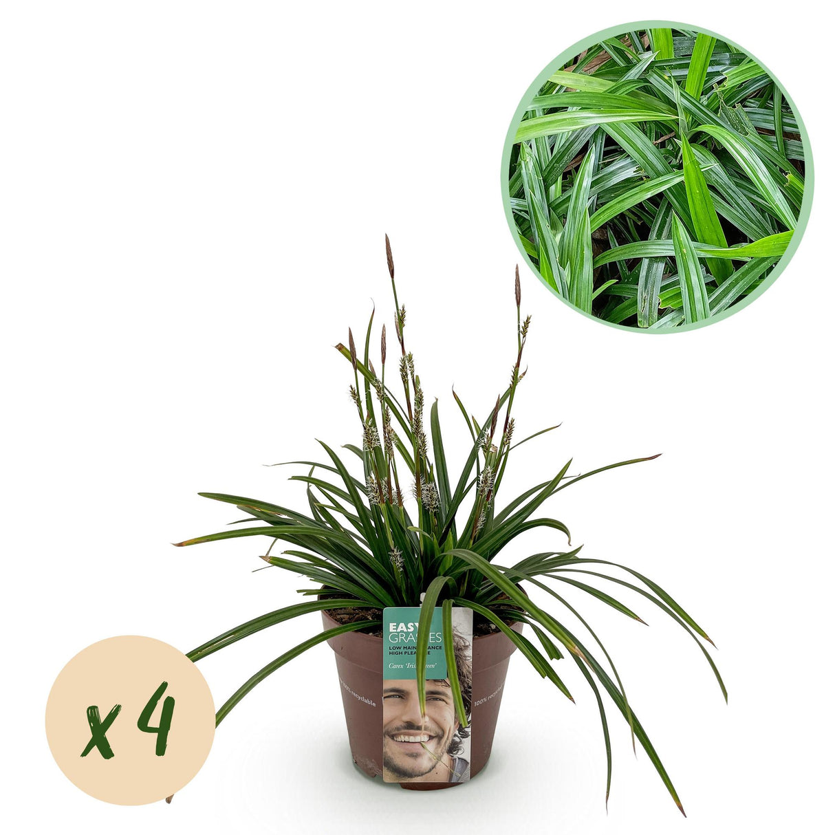 Siergrassen -  Carex morrowii Irish Green - Groen & Geel - 4 Planten - Bladhoudend - Weinig Onderhoud - Pot 17cm Hoogte 50cm