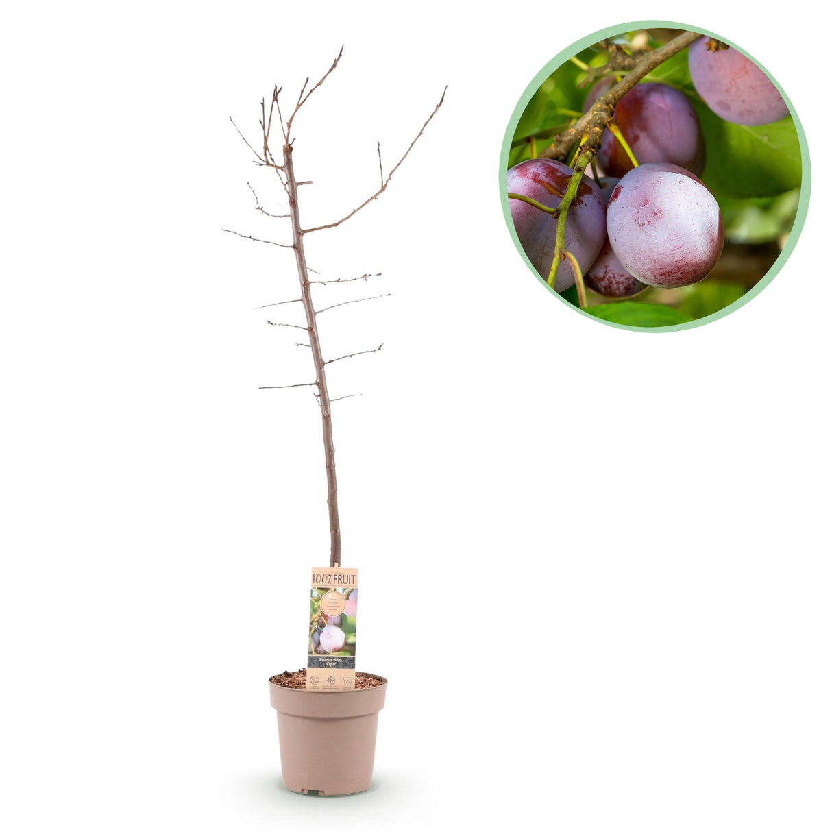 Pruimen boom - Prunus domestica Opal - Geel Rode Vrucht - Pot 21cm Hoogte 90cm