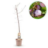 Pruimen boom - Prunus domestica Opal - Geel Rode Vrucht - Pot 21cm Hoogte 90cm