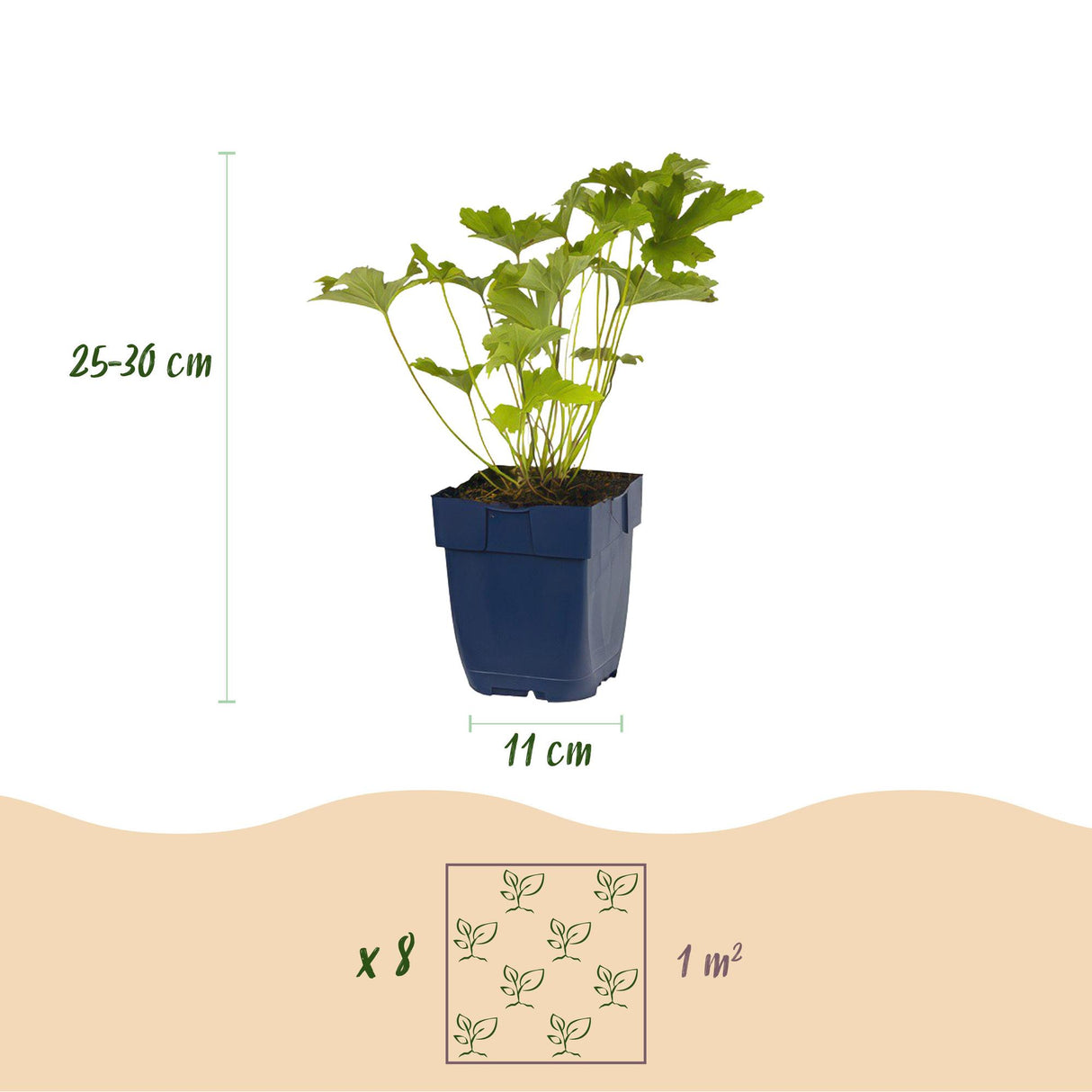 Borderpakket - Kleur Wit - 8 Vaste planten - 1 m2 - Diversen kleuren - Weinig Onderhoud - Pot 11cm