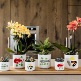 Kolibri Orchids | gele Phalaenopsis orchidee - Lima - potmaat Ø9cm | bloeiende kamerplant - vers van de kweker