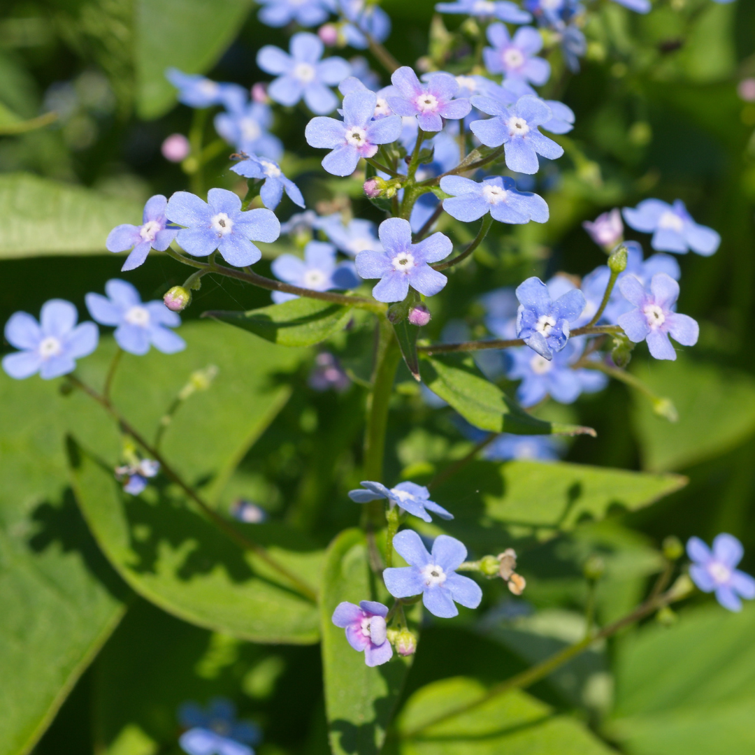 12x Brunnera macrophylla - ↕10-25cm - Ø9cm