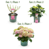 Green boutiQ - Terrasplant - Hortensia - Hydrangea Magical Jewel Pink - Roze - 6-10 Bloemen - 2 Planten - Pot 23cm Hoogte 55cm