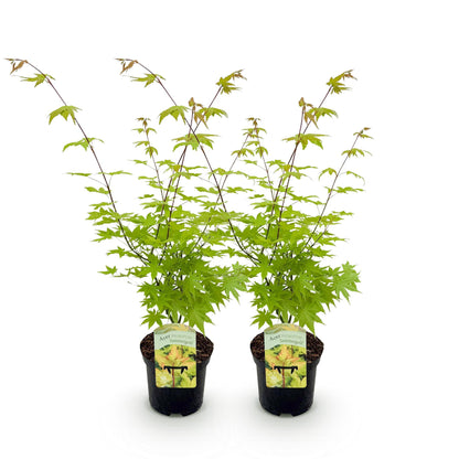Green boutiQ - Terrasplant - Japanse Esdoorn - Acer palmatum Summergold - Geel - 2 Planten - Bladverliezend - Pot 19cm Hoogte 70cm