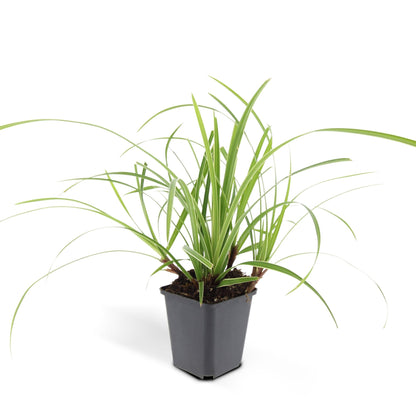 48x Carex morrowii 'Ice Dance' - ↕10-25cm - Ø9cm
