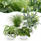 Chlorophytum - Cyperus - Phlebodium - Marantha - Mix van 4 - Huisdiervriendelijke Planten - Groen - 4 Planten - met Potter Wit - Pot 12cm - Hoogte 25cm