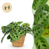 Maranta Fascinator Kerchoveana - Zebraplant - Huisdiervriendelijke Plant - Groen - 4 Planten - met Mand - Pot 12cm - Hoogte 25cm