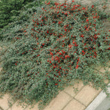 24x Cotoneaster dammeri - ↕10-25cm - Ø9cm