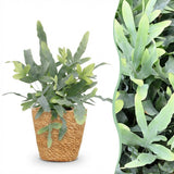 Phlebodium aureum Blue Star - Blauwe Varen - Huisdiervriendelijke Plant - Blauw - 1 Plant - met Mand - Pot 12cm - Hoogte 25cm