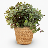 Calissia repens - Kattengras - Huisdiervriendelijk - Groen - 1 Plant - met Mand - Pot 12cm - Hoogte 17-20cm