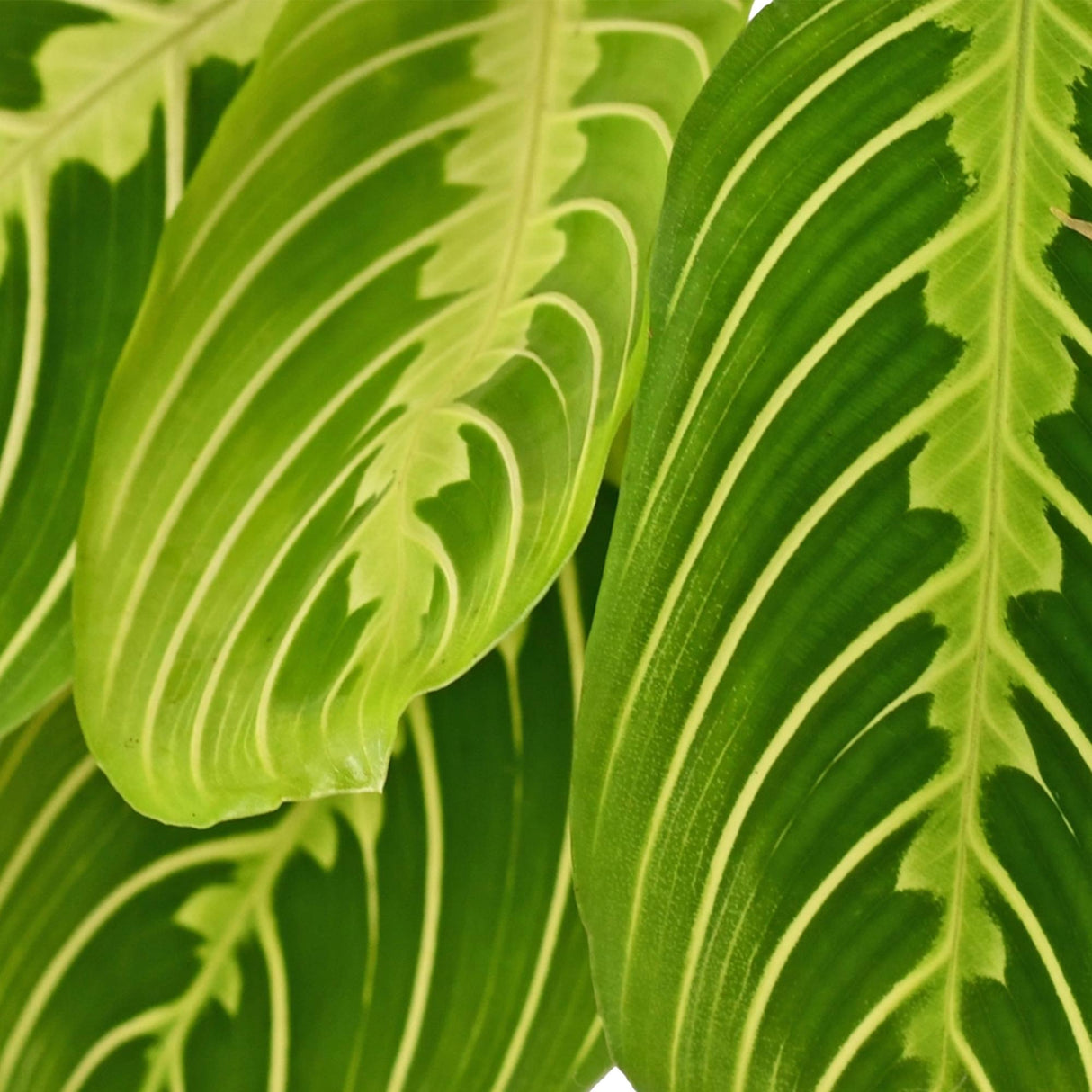 Maranta Fascinator Lemon Lime - Gebedsplant - Huisdiervriendelijke Plant - Groen - 1 Plant - met Potter Wit - Pot 12cm - Hoogte 25cm