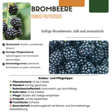 "Zomervruchten" BIO Fruitplanten mix set van 4 verschillende soorten
